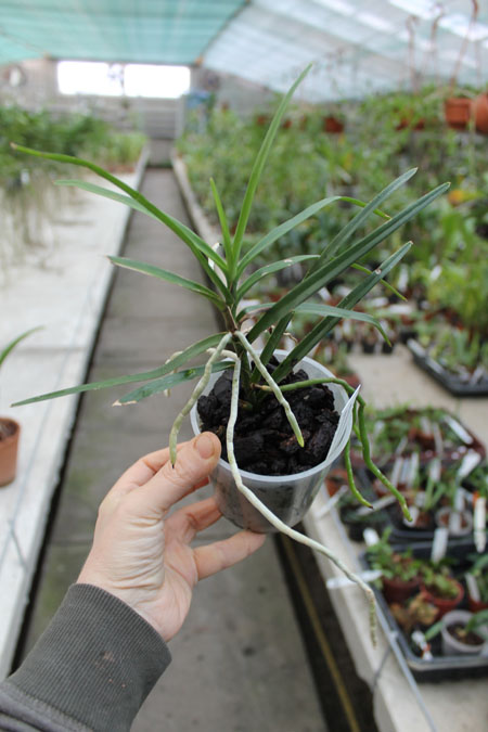 Ascocentrum christensonianum.jpg