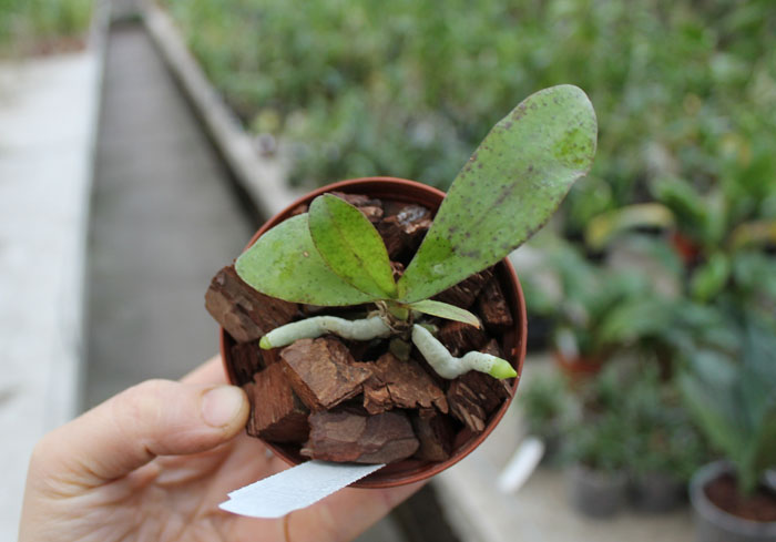 Aerangis kotschyana.jpg