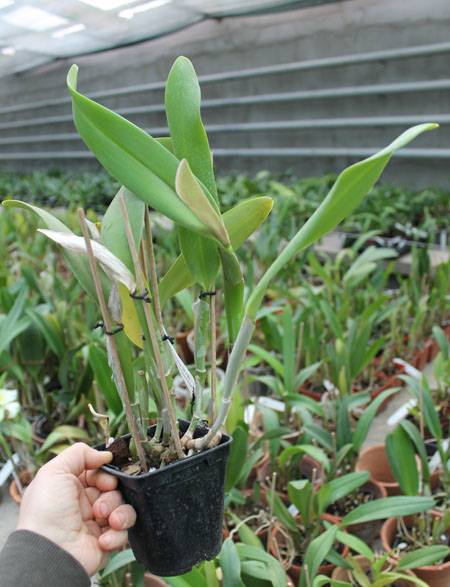 Brassolaeliocattleya Port of Paradise '3G' x Brassolaeliocattleya Haadyai Delight 'Bangprom Gold'.jpg