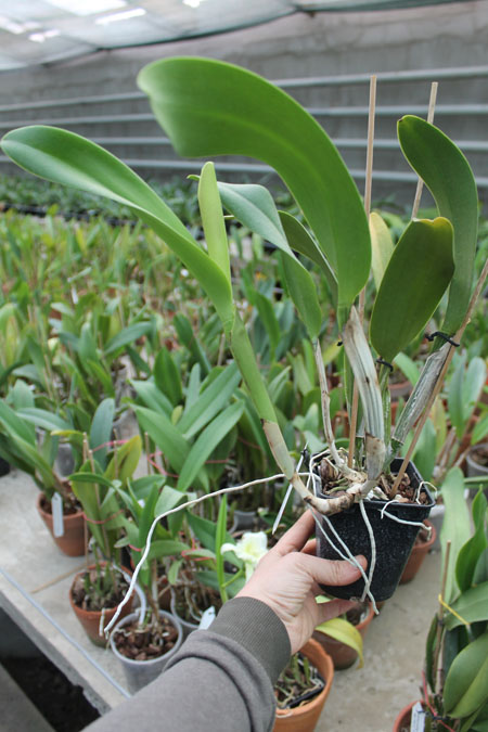 Brassolaeliocattleya Don De Michaels 'Z995' x Brassavola digbyana 'Mr Pig'.jpg