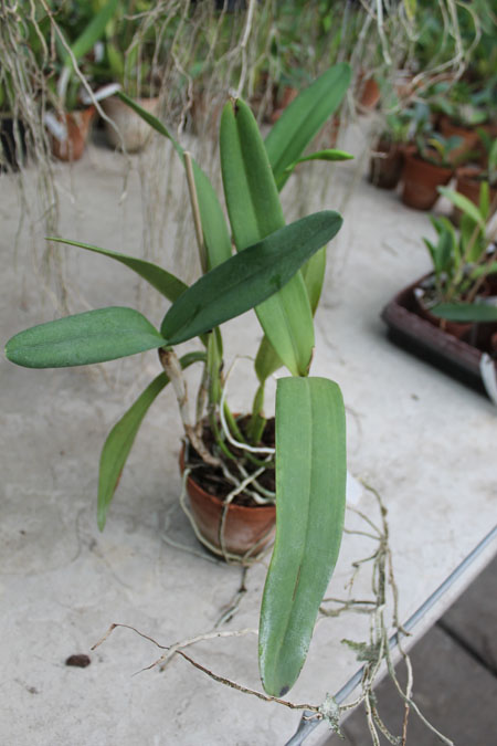 Laeliocattleya Hsinying Pub 'Albo Sanguinea' (purpurata x Batagesi).jpg