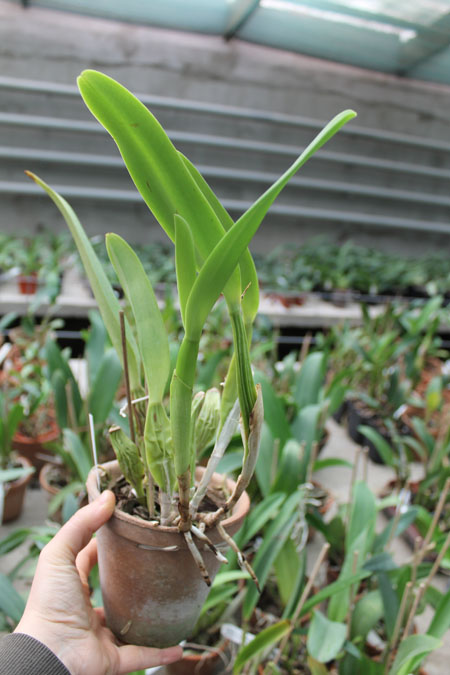 Laeliocattleya Canhamiana coerulea 'Azure Skies'.jpg