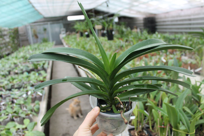 Vanda Pak Chong Blue.jpg