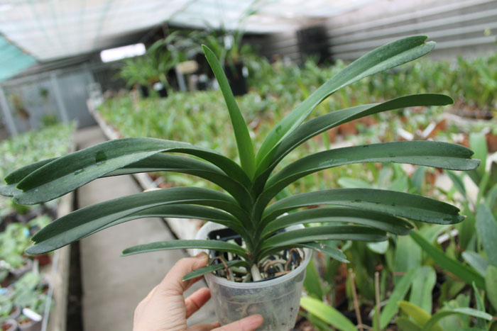 Vanda Pure Wax Pink Wimol.jpg