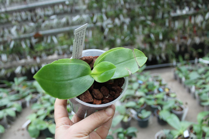 Phalaenopsis javanica.jpg