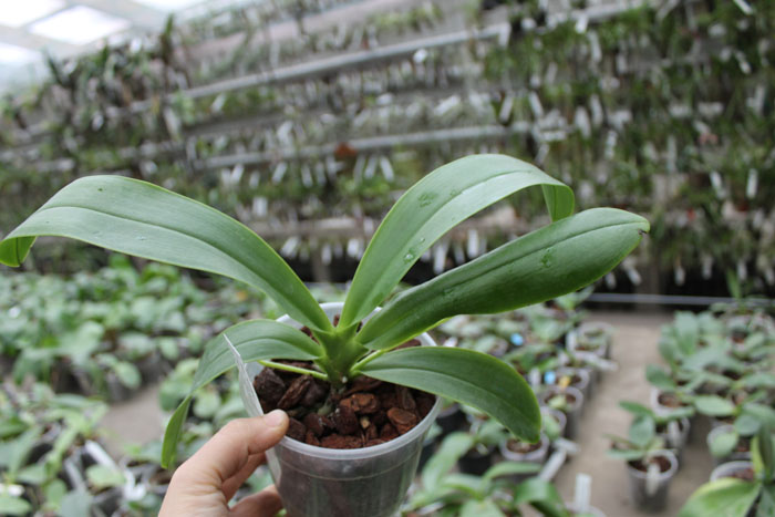 Phalaenopsis bastianii.jpg