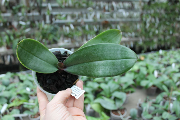Phalaenopsis sanderiana.jpg