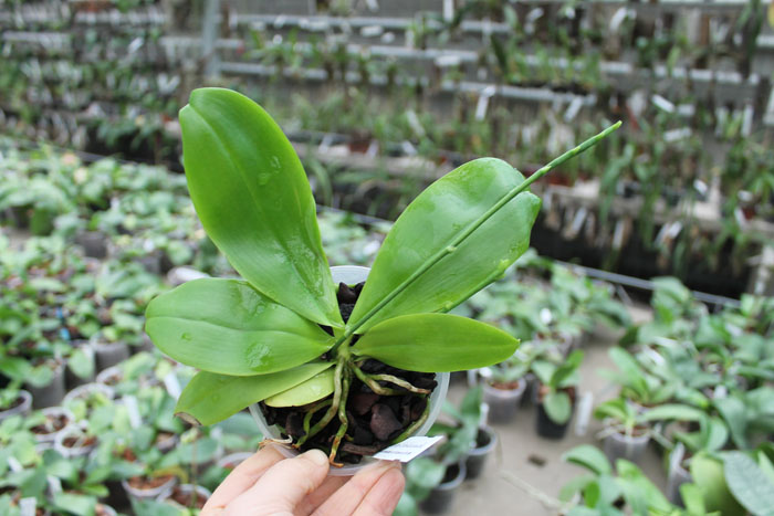 Phalaenopsis speciosa.jpg