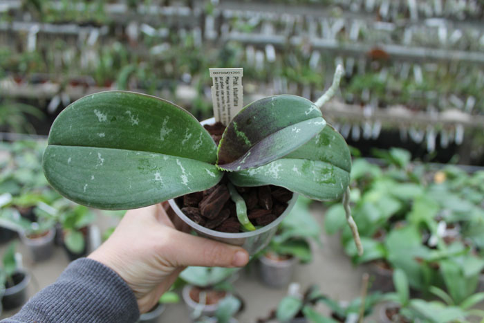 Phalaenopsis stuartiana.jpg