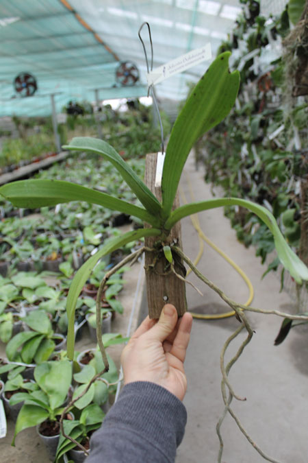 Rhynchostylis gigantea Blue.jpg