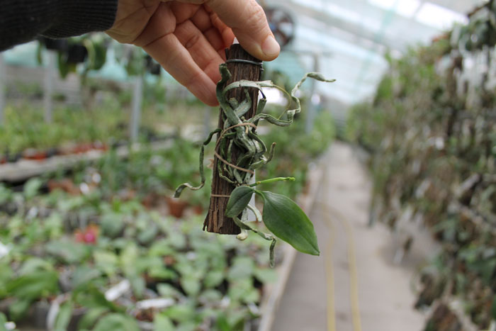 Phalaenopsis thailandica.jpg