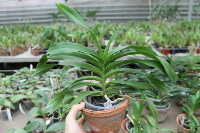 Vanda denisoniana Yellow Shinetorn.jpg