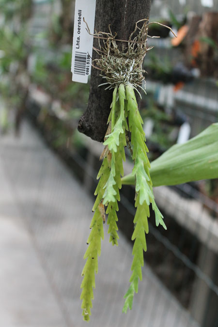 Lockhartia oerstedii.jpg