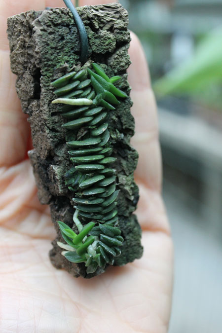 Schoenorchis scolopendria.jpg