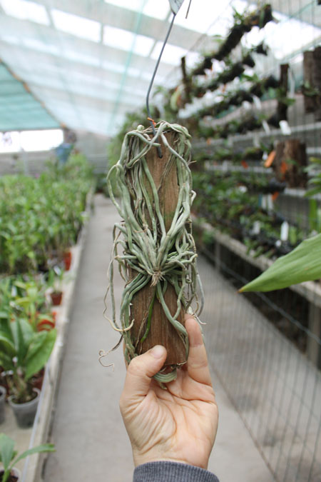 Chiloschista lunifera.jpg