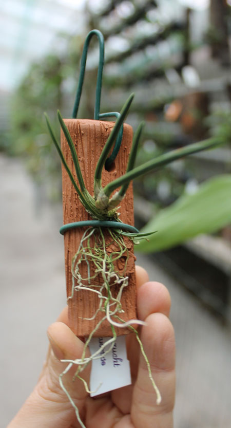 Capanemia superflua.jpg