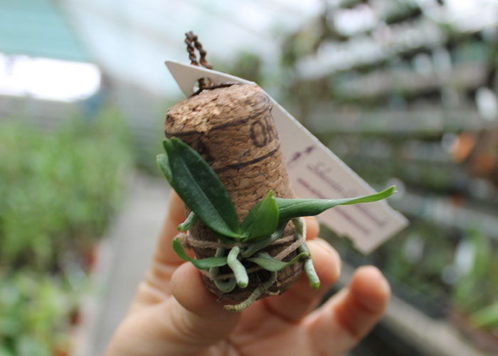 Aerangis rhodosticta.jpg