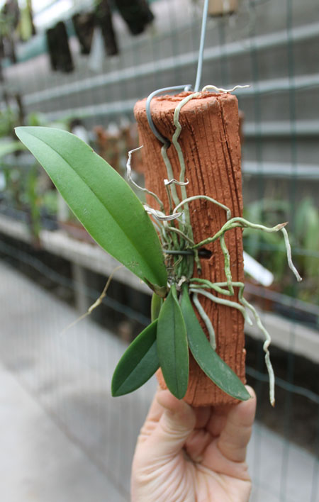 Oncidium stramineum.jpg