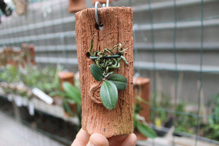 Aerangis fuscata.jpg