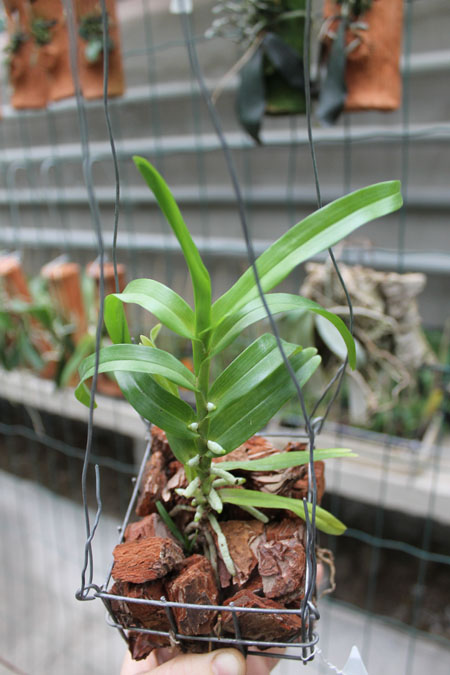 Angraecum germinyanum.jpg