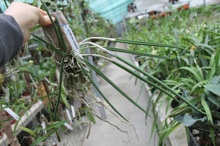 Brassavola Little Star x Laelia perrinii.jpg