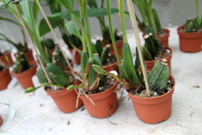 Angulocaste Red Jewel.jpg