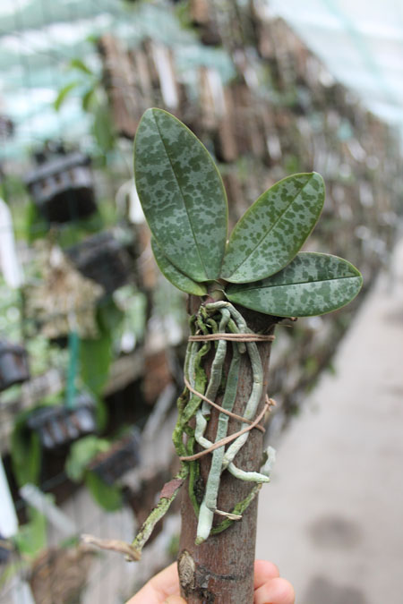 Phalaenopsis lindenii.jpg