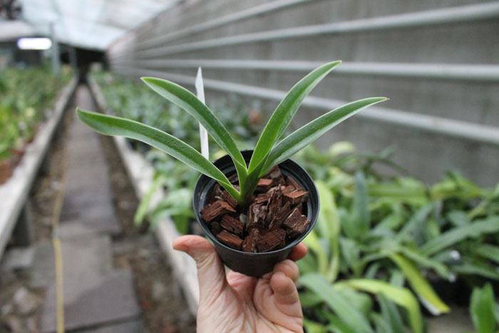 Phragmipedium caudatum x fischeri.jpg