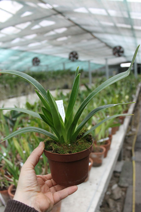 Phragmipedium caudatum.jpg