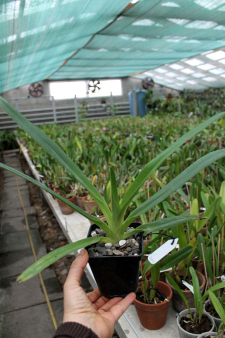 Paphiopedilum rothschildianum.jpg