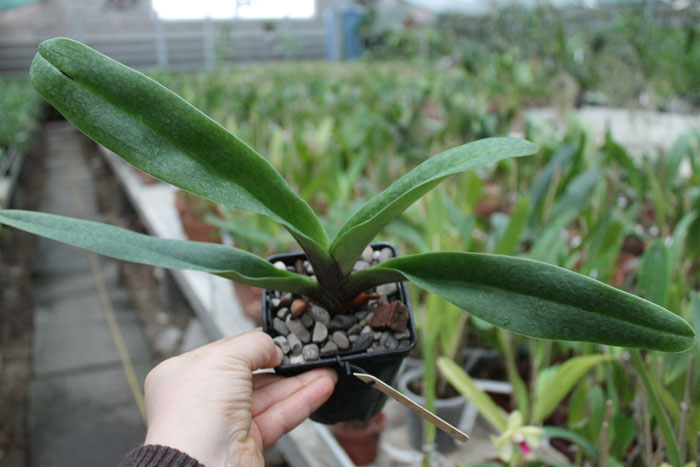 Paphiopedilum wenshanense x Lippewunder.jpg