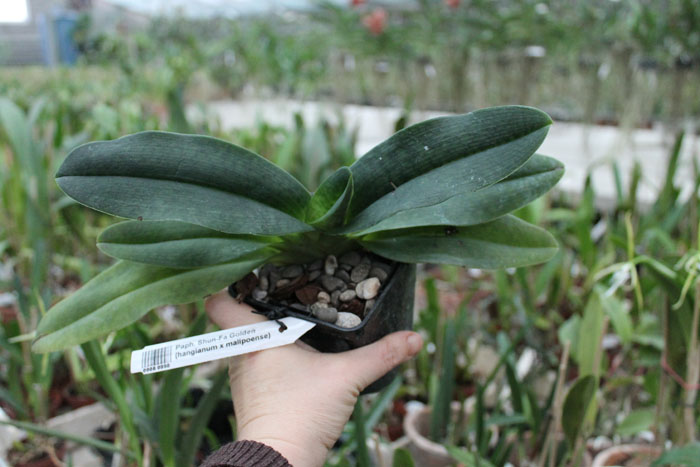 Paphiopedilum Shun-Fa Golden (hangianum x malipoense).jpg