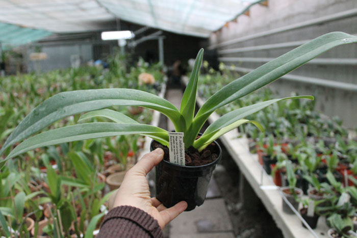 Paphiopedilum Julius Orchidfactory (rothschildianum x lowii).jpg