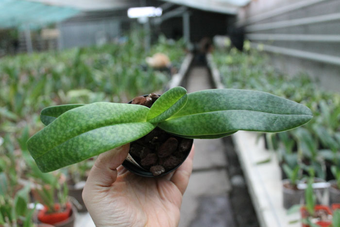 Paphiopedilum rothschildianum x bellatulum.jpg