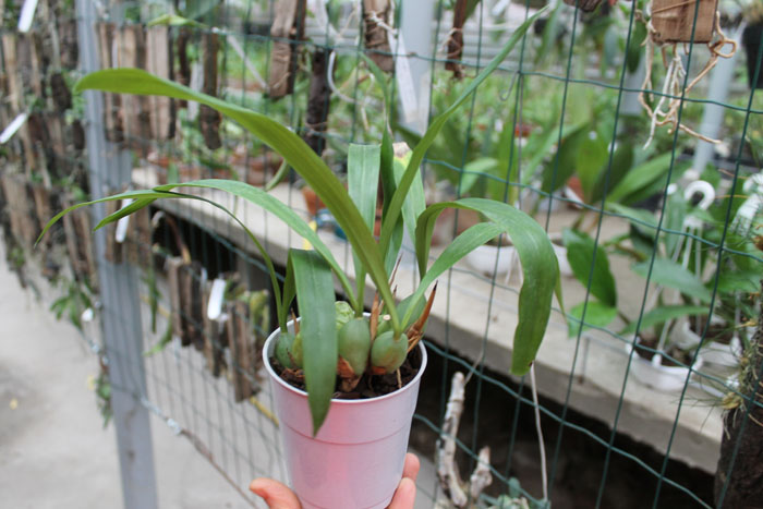 Coelogyne cristata.jpg