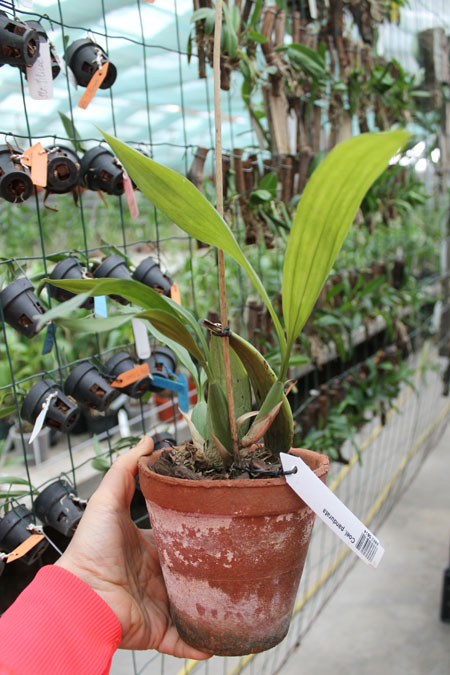 Coelogyne pandurata.jpg