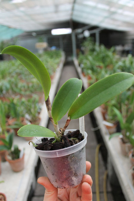 Laeliocattleya Elizabeth Fulton 'Michel'.jpg