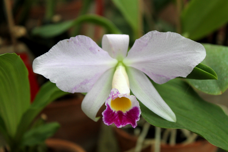 Cattleya warneri semi alba 'Geneva' x Laelia praestans alba.jpg
