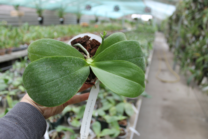 Phalaenopsis bellina '#22' x Ld's Bear Queen '#1'.jpg
