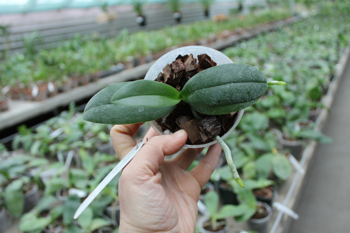 Phalaenopsis Cornustris x (Gelbliber x Princess Kaiulani) x Phalaenopsis Chiada Ziv.jpg