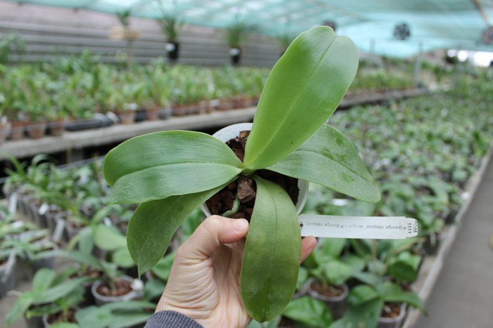 Phalaenopsis George Vasquez 'An Lin' x George Vasquez 'Eureka'.jpg