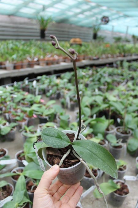 Phalaenopsis Jennifer Palermo x Dragon Tree Eagle 'DT-168'.jpg