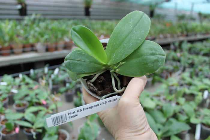 Phalaenopsis KS Evergreen x KS Happy Eagle.jpg