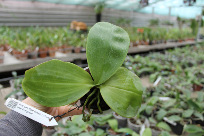 Phalaenopsis Ld's Bear Queen x Chang Mow Evergreen.jpg