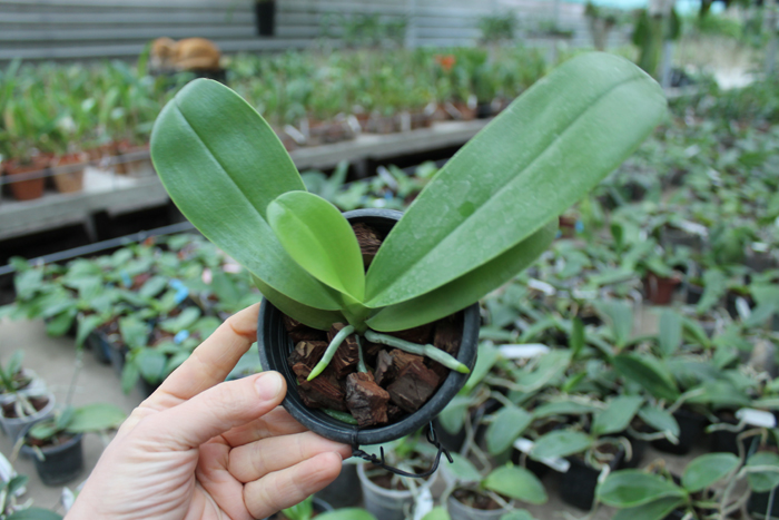Phalaenopsis Ld's Bear King 'Red King' x Su-An Super Star.jpg