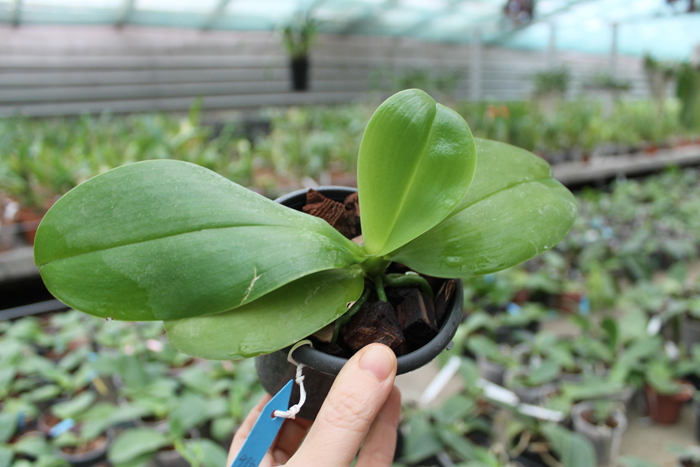 Phalaenopsis Ld's Bear King 'Yellow King' x Dragon Tree Eagle.jpg