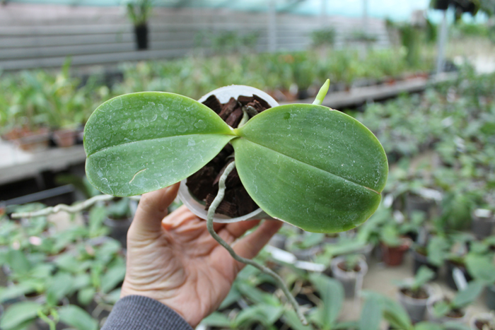 Phalaenopsis Mituo King 'Big Pink'.jpg