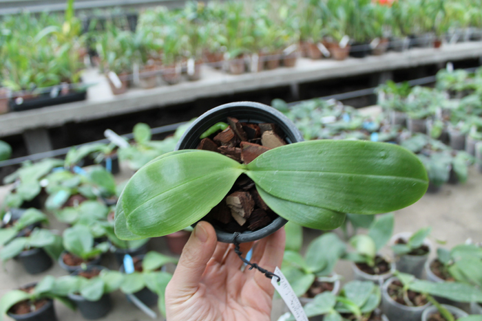 Phalaenopsis Nobby's Green Eagle x (Chang Mow Jade x Yungho Gelb Canary).jpg