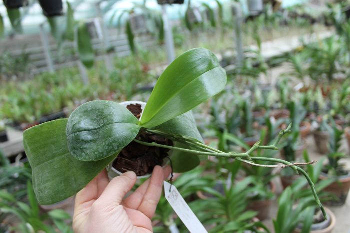 Phalaenopsis Princess Kaiulani x Coral Isles 'Yungho'.jpg