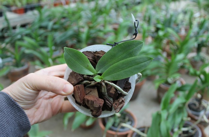 Phalaenopsis (Timothy Christopher x parishii) 'KF'.jpg